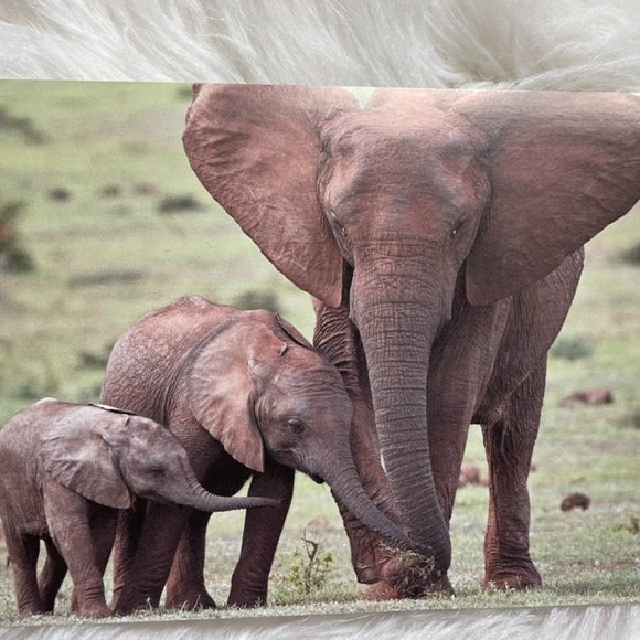 20 Assorted Cards Wild Animal blank inside - Picture 9 of 15